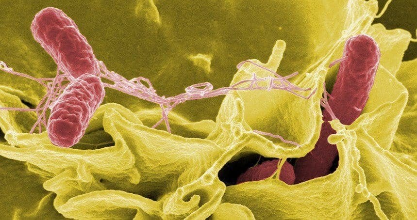 Vi khuẩn Salmonella và E.coli nguy hiểm thế nào? 2 1816f65162